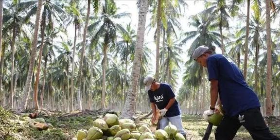 椰子壳、榴莲壳、烂芒果中国不要的垃圾为何却被外国视为珍宝(图5)