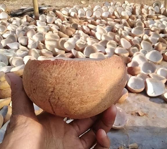 椰子壳、榴莲壳、烂芒果中国不要的垃圾为何却被外国视为珍宝(图11)