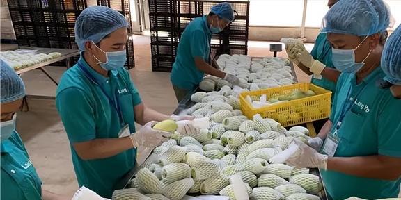 椰子壳、榴莲壳、烂芒果中国不要的垃圾为何却被外国视为珍宝(图20)