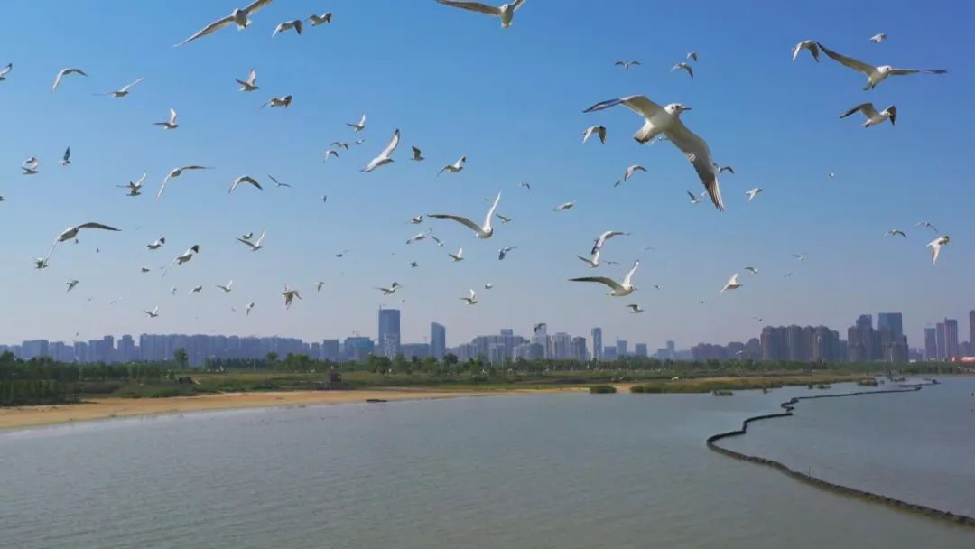 以法治力量守护江淮绿水青山(图2)