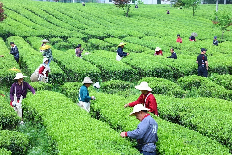 湖南安化：2024开园节盛大启幕 共绘黑茶新篇章(图3)
