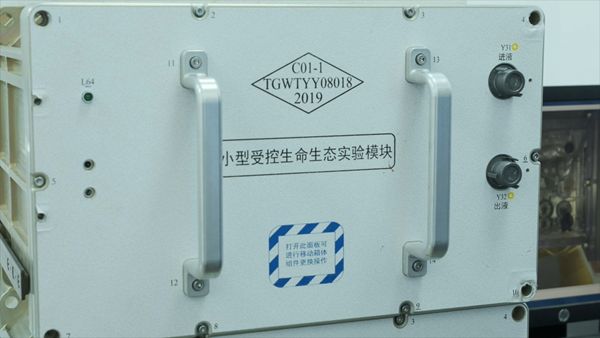 我国首次实施在轨水生生态研究 太空“养鱼” 斑马鱼和金鱼藻担重任