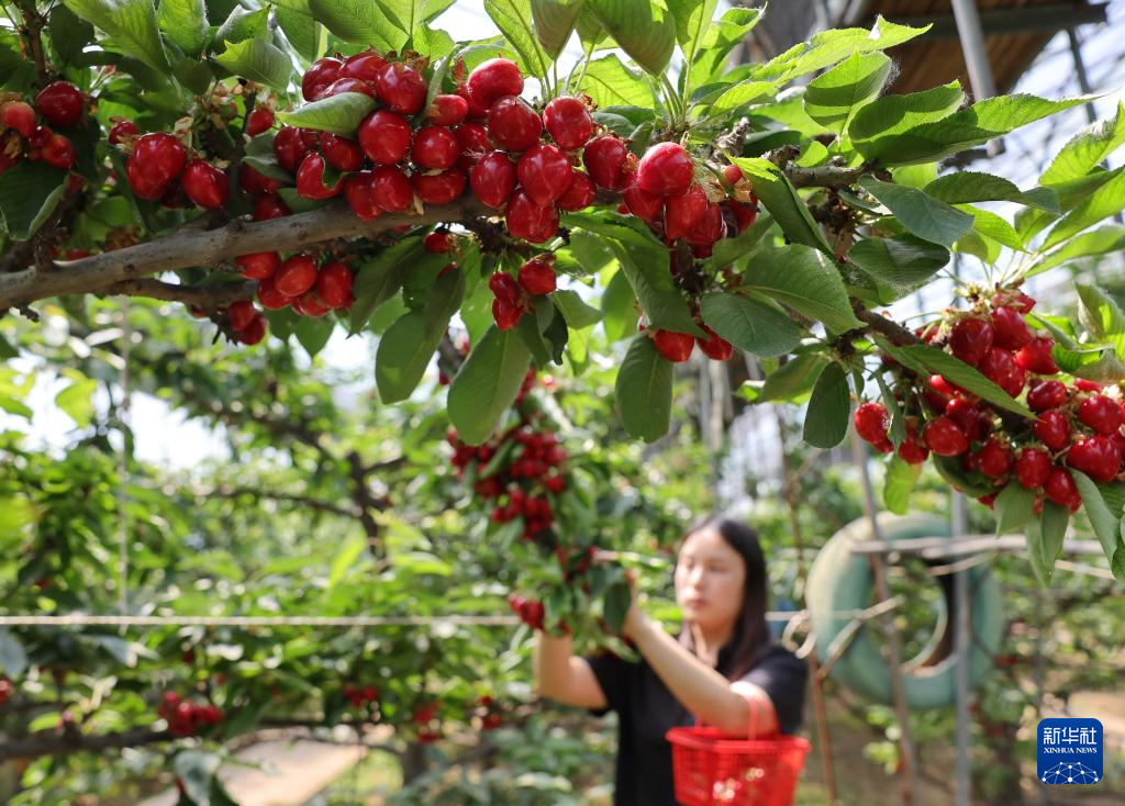 河北晋州：樱桃成熟采摘忙(图4)