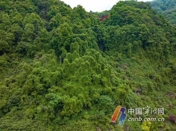 因绿走红!奉化这里藏着一片绿野仙踪(图2)