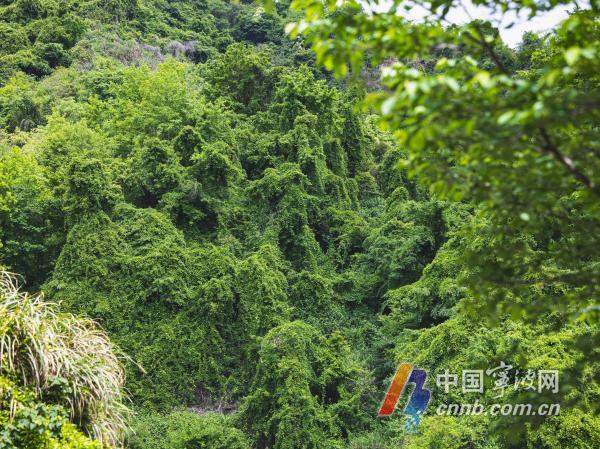 因绿走红!奉化这里藏着一片绿野仙踪(图4)