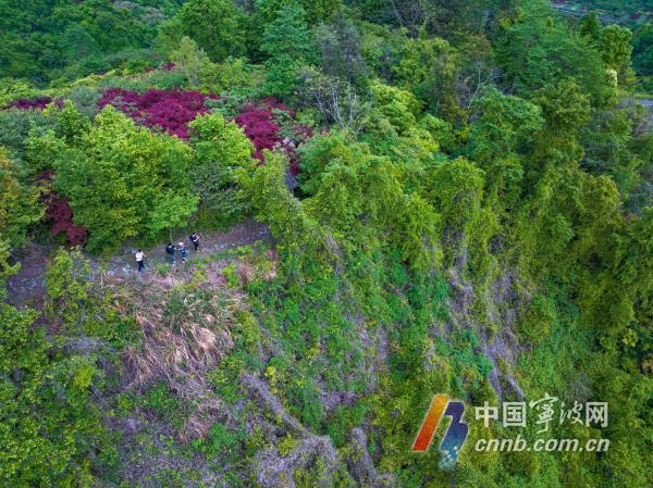 因绿走红!奉化这里藏着一片绿野仙踪(图3)
