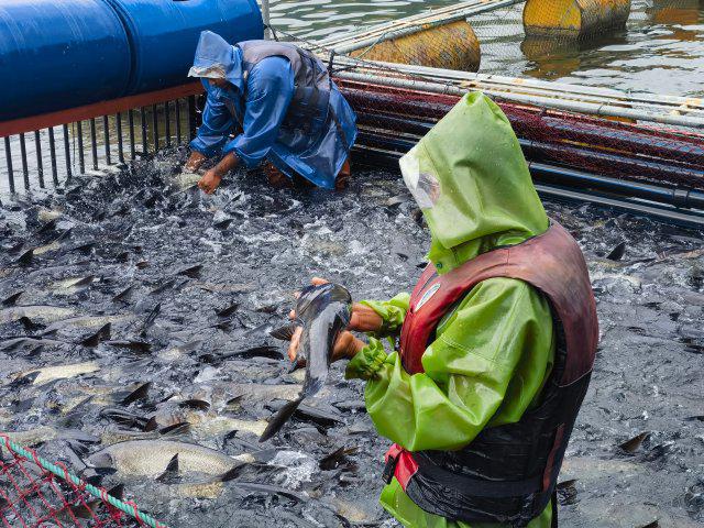 中国唯一高原深水生态渔场——澜沧江小湾十五载蝶变路(图13)