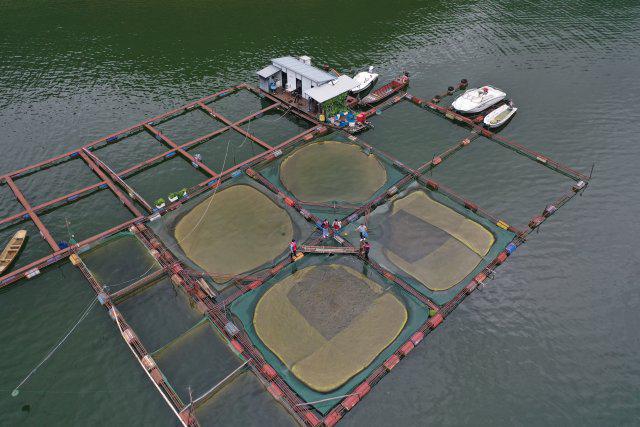 中国唯一高原深水生态渔场——澜沧江小湾十五载蝶变路(图12)
